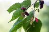 Diabetes - Could Mulberry Extract Help Prevent It ?