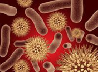 Probiotics